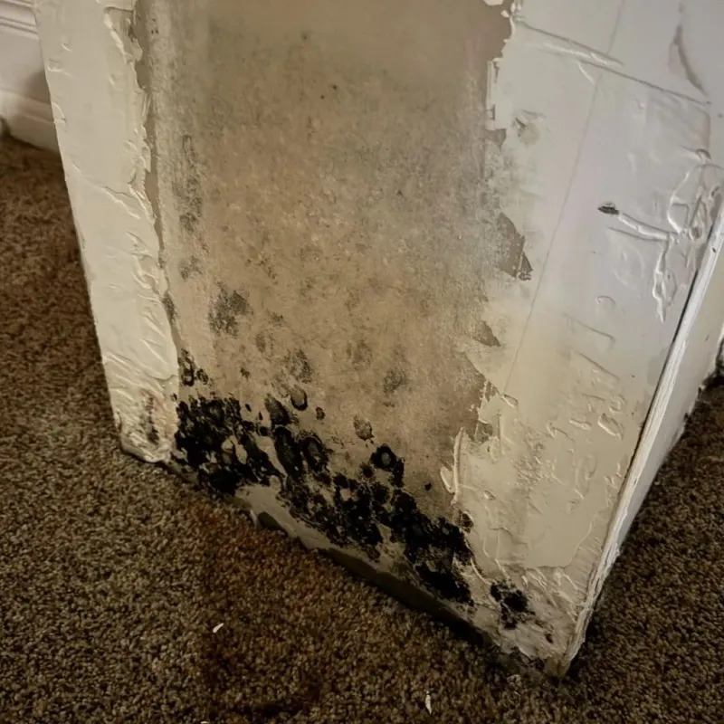 Professional Mold Removal in Clark County, KY